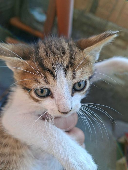 Пидарявам котета
