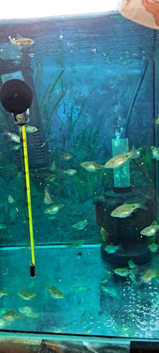 Продам рыбок барбарис огненный