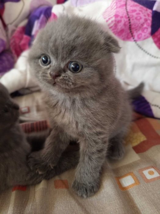 Шотландски Котенца