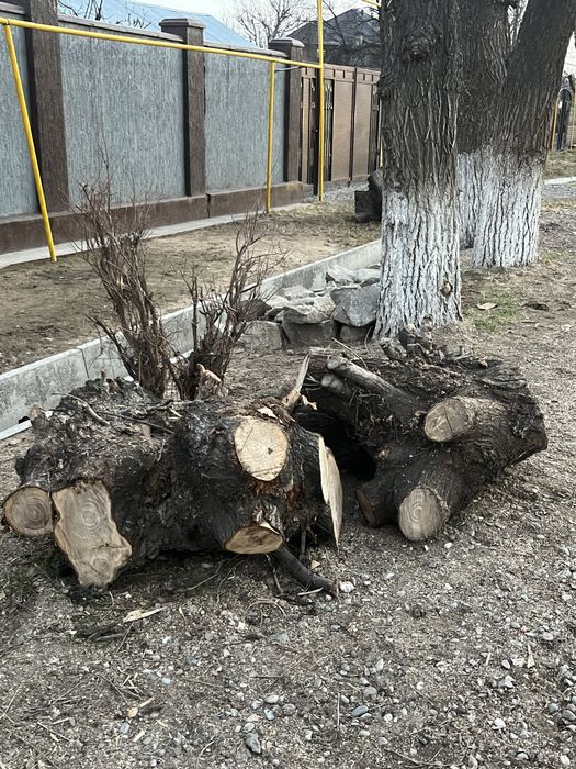 Пень по договорной цене