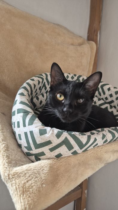 Pirata, pisica cauta familie