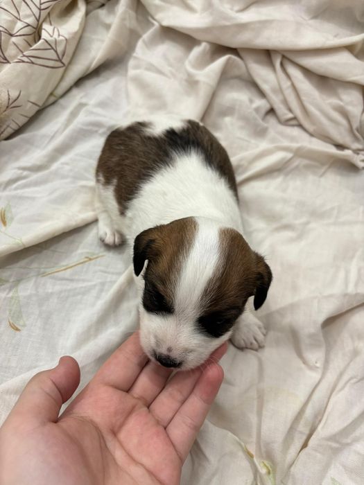 Щенок Джек Рассел