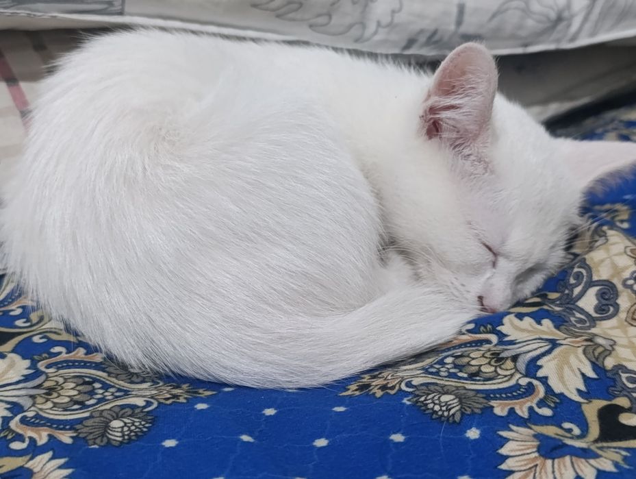 Turkish angora mushukcha