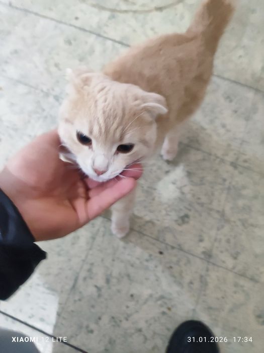 Британец вислоухий