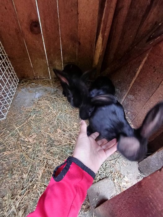 Vând iepuri urias german