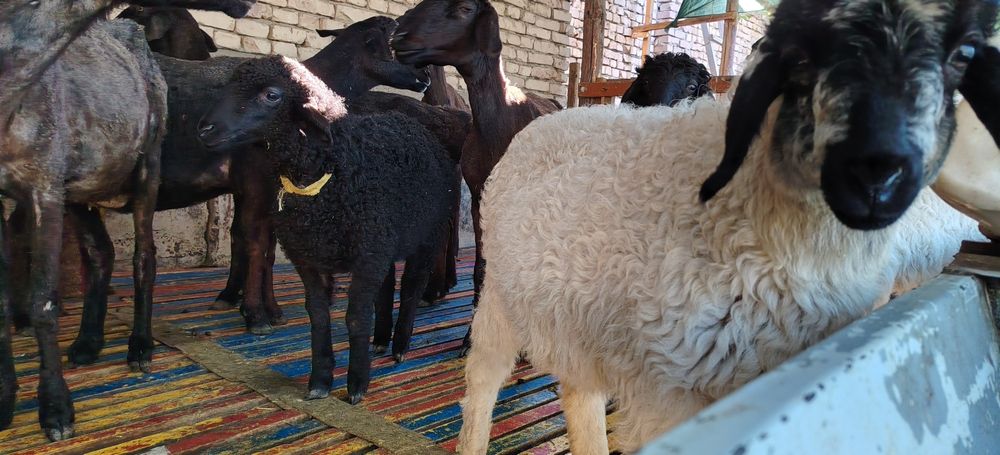 Эгиз мода барралар