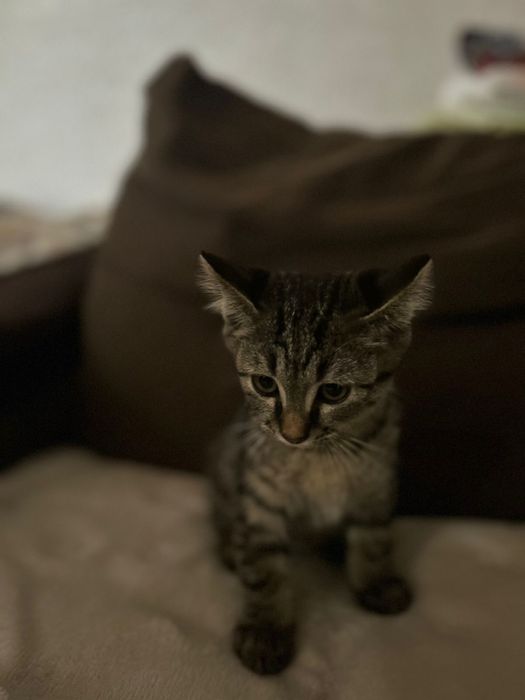 Отдам котенка мальчик