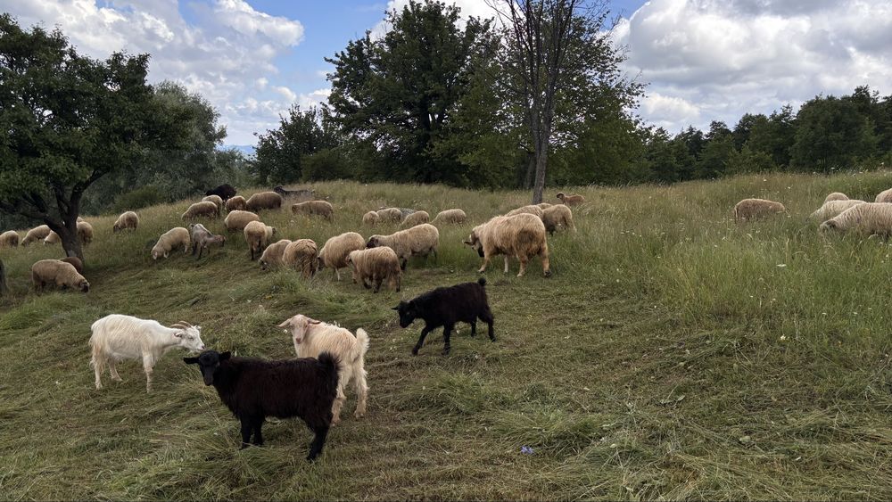 Vand oi, miei si berbecuti