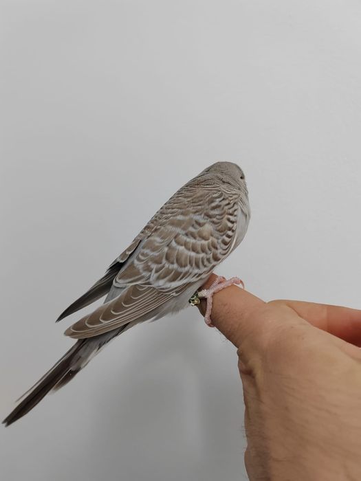 Peruși standard (pui, adulți)