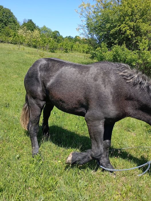 Vand armasar Percheron
