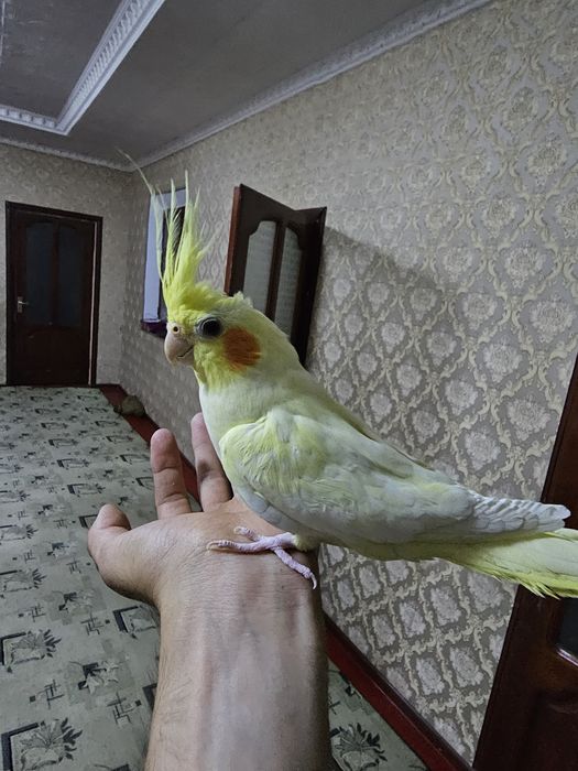 Попугай карелла одногодки самец и самка