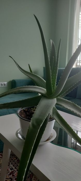 Алое Вера в саксии