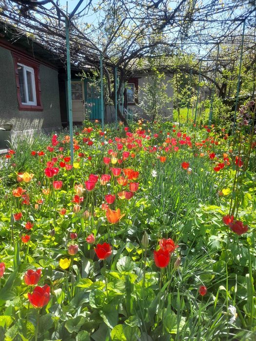 Casa de vanzare Medgidia