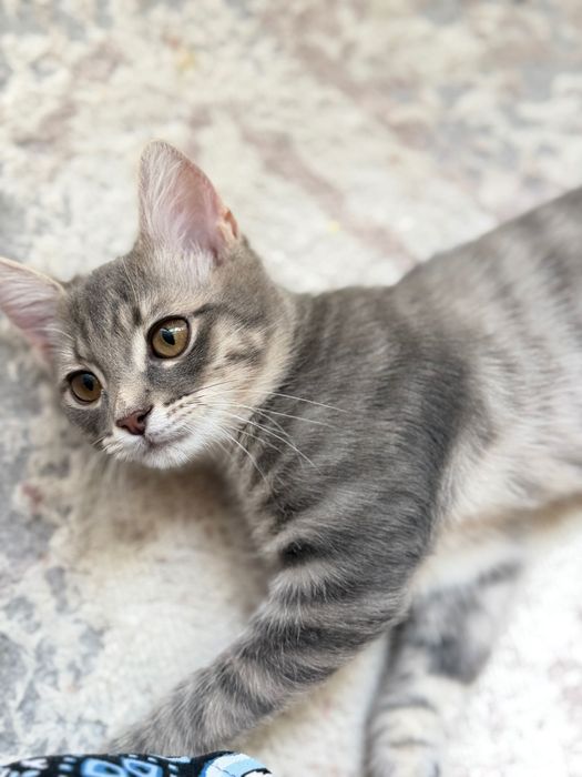 Отдадим котенка бесплатно