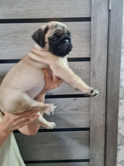 Продам щенков мопса.