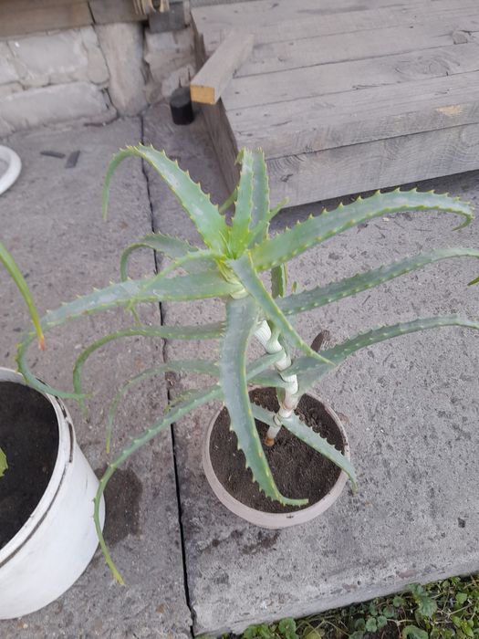 Алоэ,алоэ, алоэ лечебный