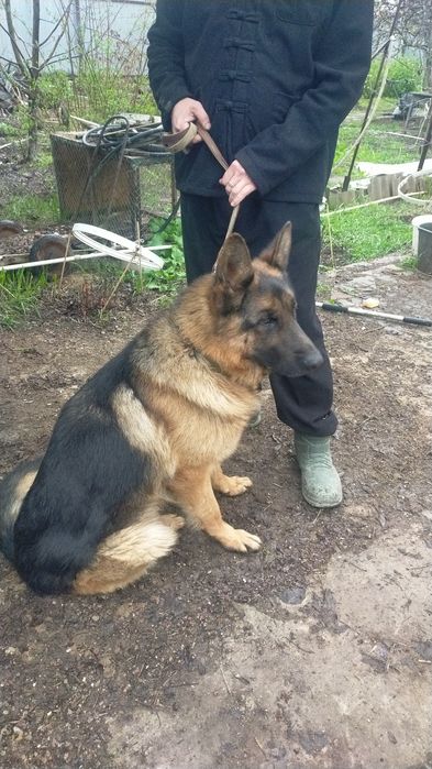 Кобель ищет невесту