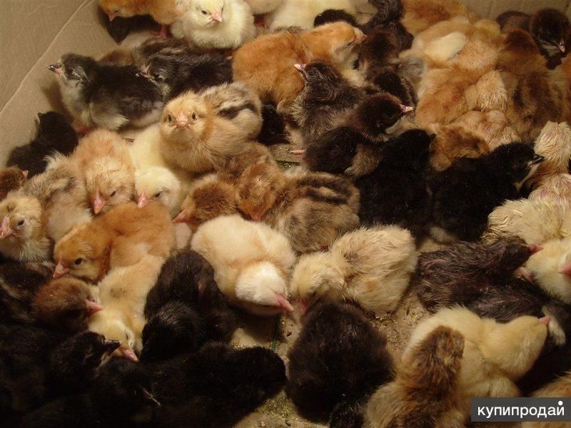 Цыплята в наличий большой выбор