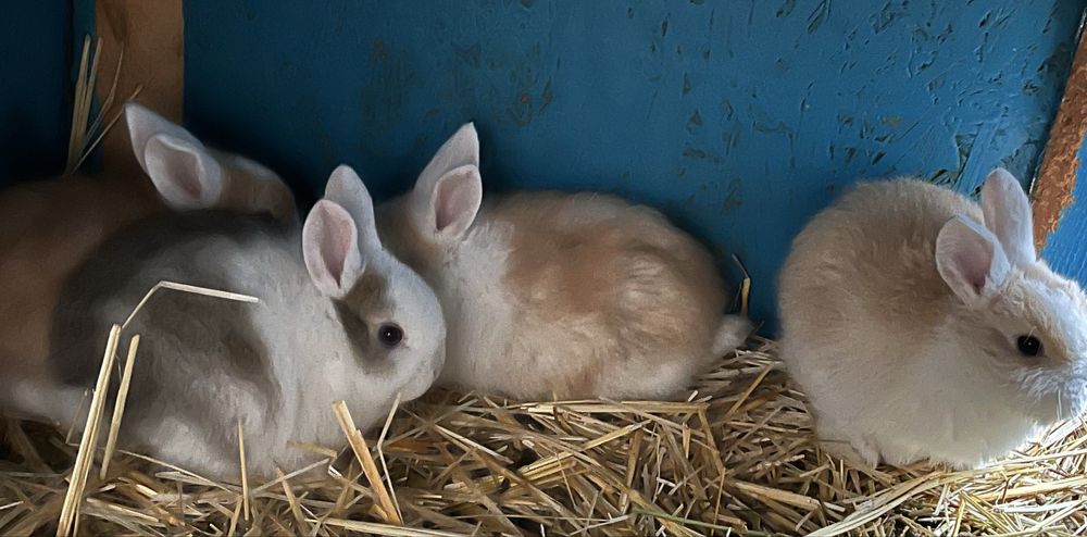 Декоративные крольчата