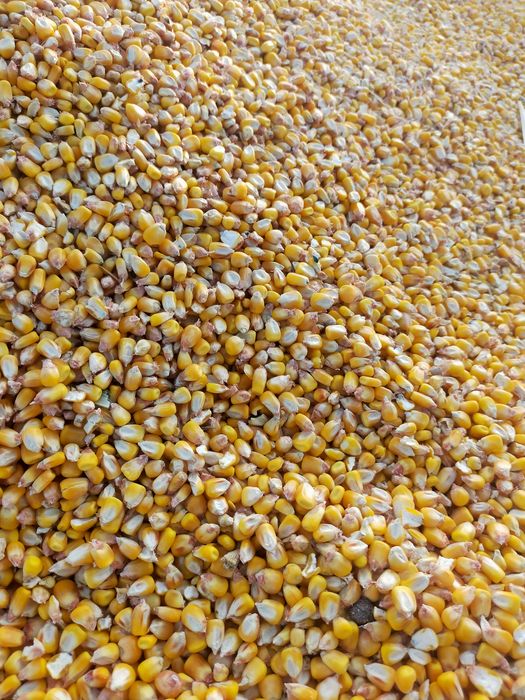 Vand porumb recolta noua 2026
​Cantitate: Disponibil in cantitati mici si mari