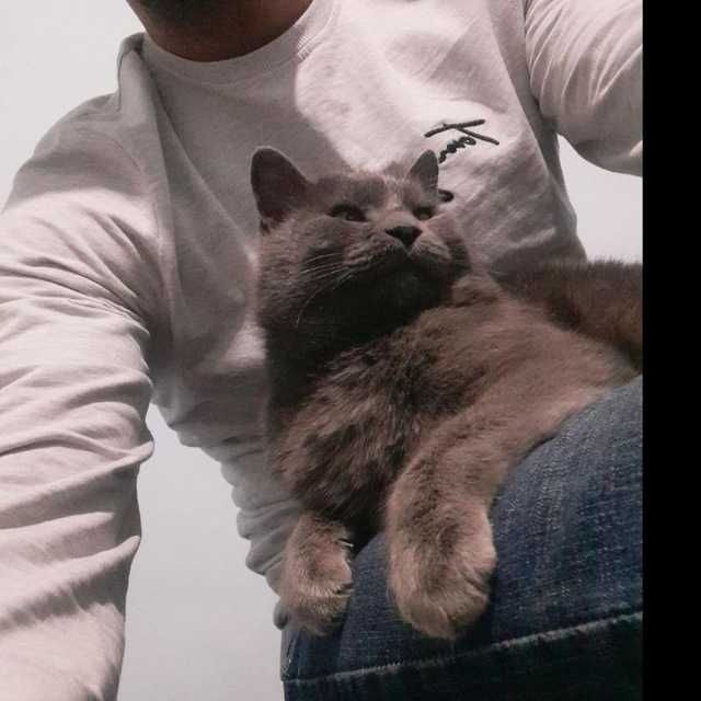 Zotdor uy mushugi srochna sotiladi