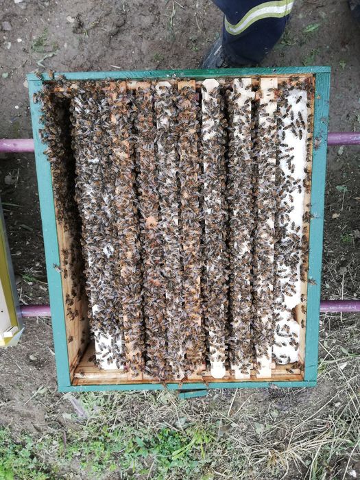 Vând mătci împerecheate, rasa Carnica