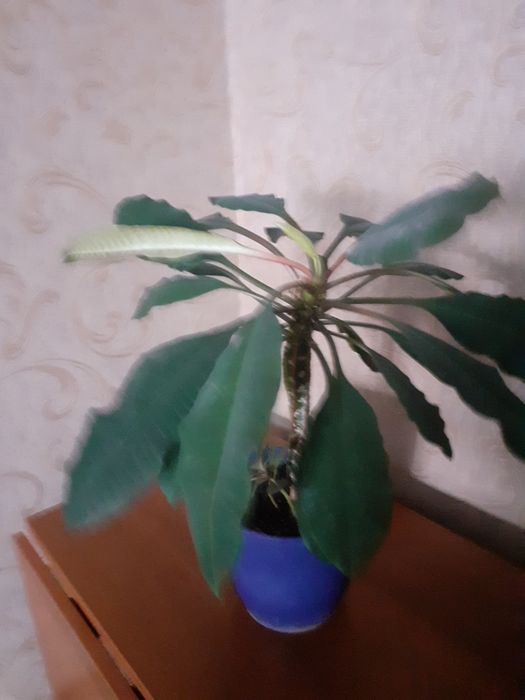 Продаю цветок молочай