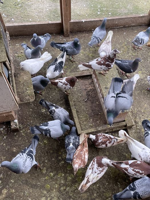 Vand/Schimb Porumbei voiajori si meulemans