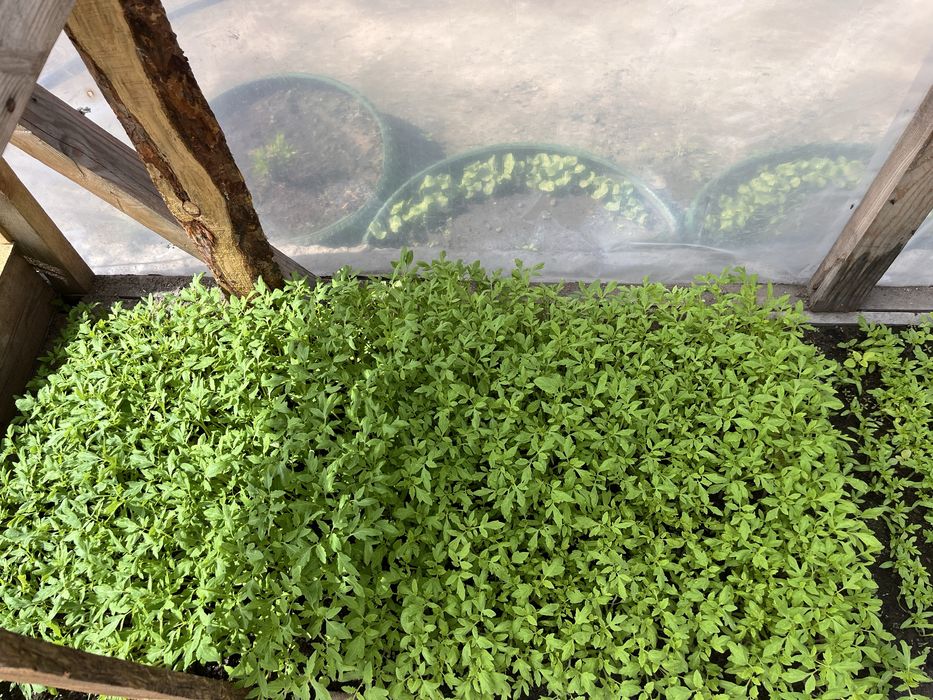 Продам не дорого