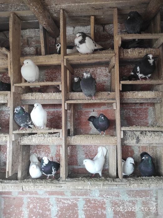 Продавам Пазарджишки гълъби