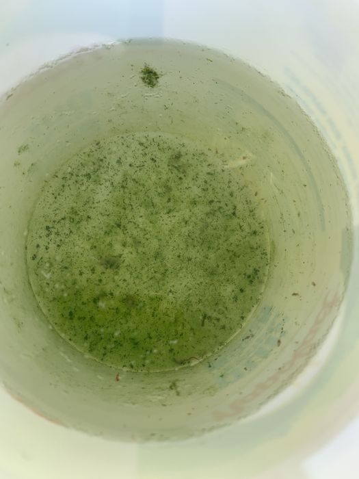 Daphnia Hrana Vie Pesti