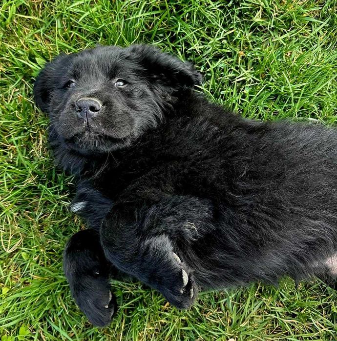 Golden-Mastiff 3 puiuti speciali