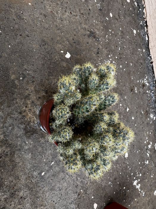 Кактус Mammillaria elongata