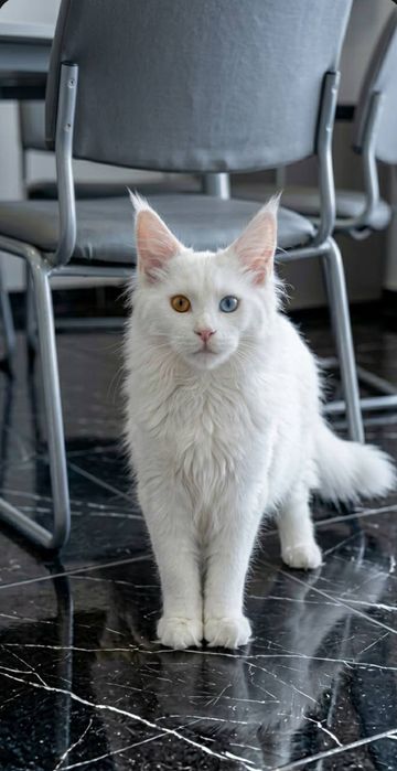 Продаётся  кошка