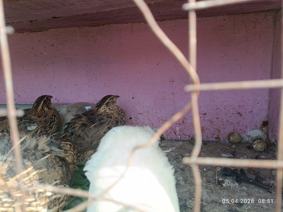 Бөдене сатылады..