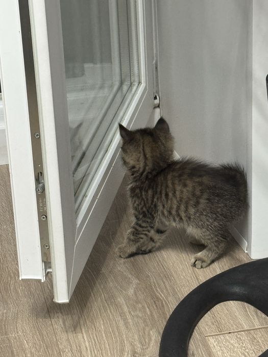 Продам породистых котят