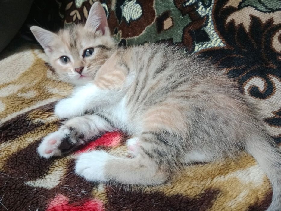 Отдам котят в хорошие руки