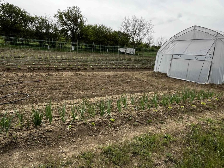 Продава се Парцел в с. Одринци, Област Добрич - 1240 кв.м за 9 €/кв.м - Снимка #5