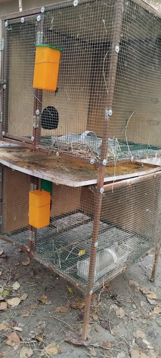 Quyon boyish uchun katak