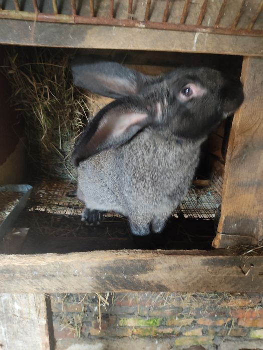 Продам громадного крола Великана