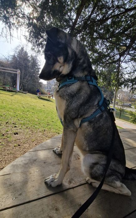 Pet sitter Cluj-Napoca