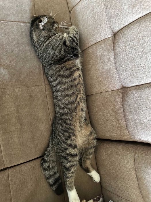 Toby yangi uy izlamoqda! | Тоби ищет новый дом!