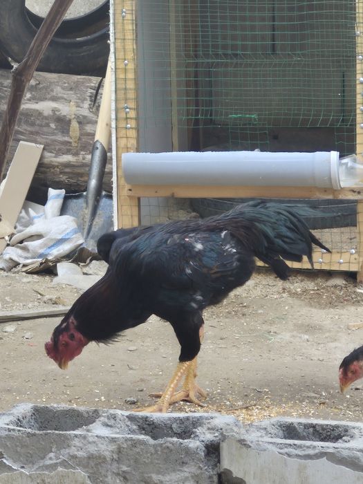 Дакан хурёз продам