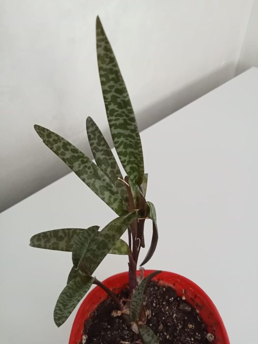 Продам цветы комнатные