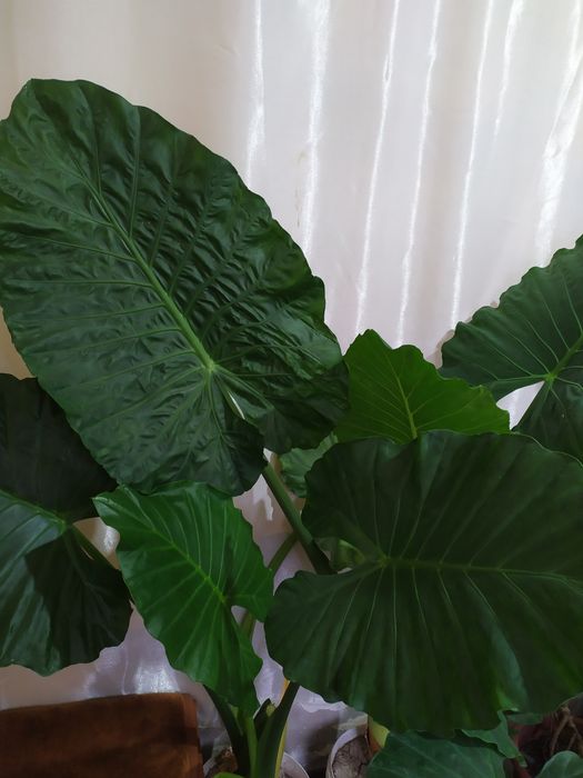 Alokaziya guli fil qulogʻi