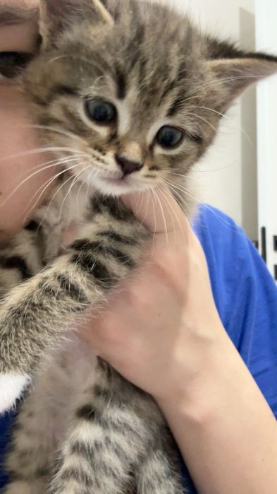 Котята скоттиш страйт