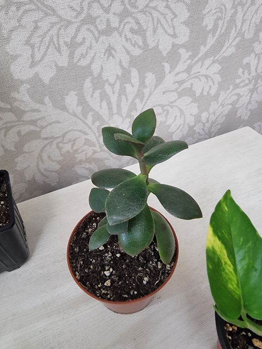 Отростки по 1000 тенге