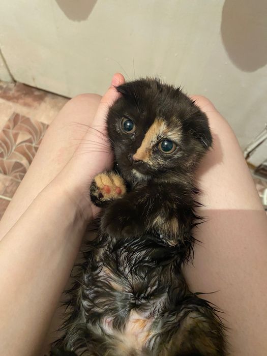 Котенок девочка вислоухая