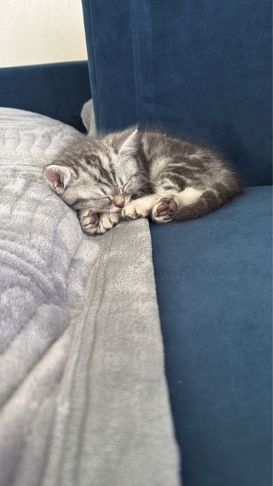 Котенок scottich straight