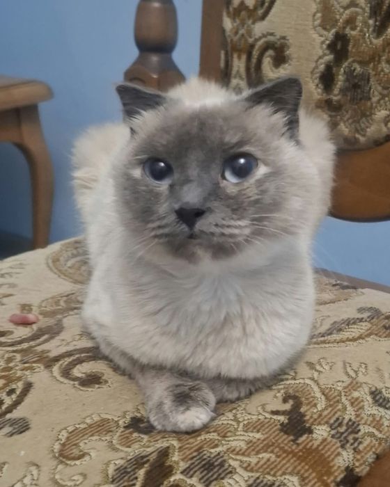 Отдаётся кошка стерелизована